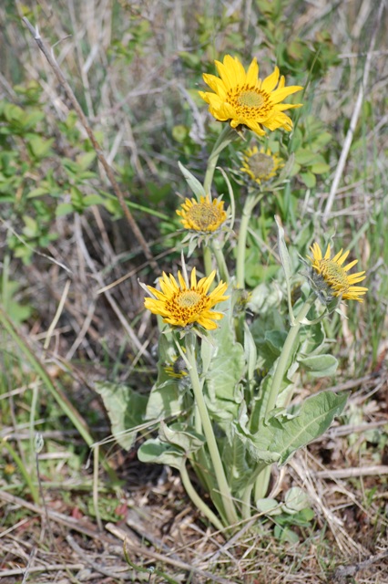 Balsamorhiza saggitata